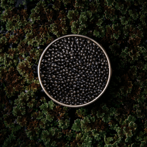 Caviar Oscietra