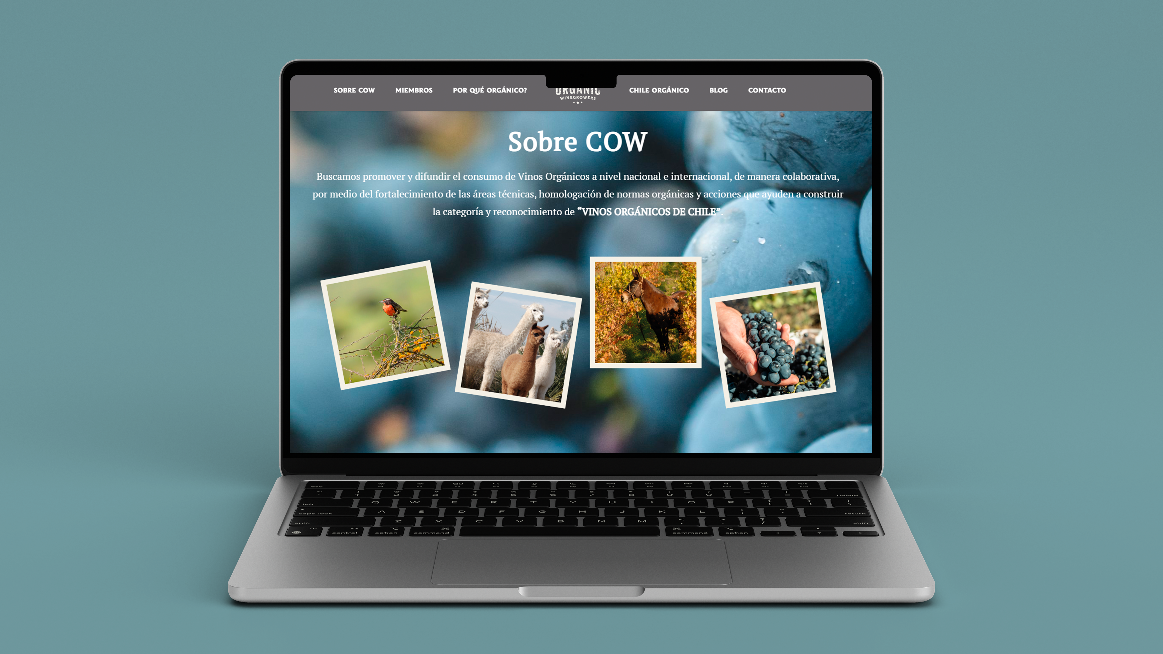 COW_Chile_laptop